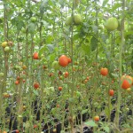 トマトの温室栽培